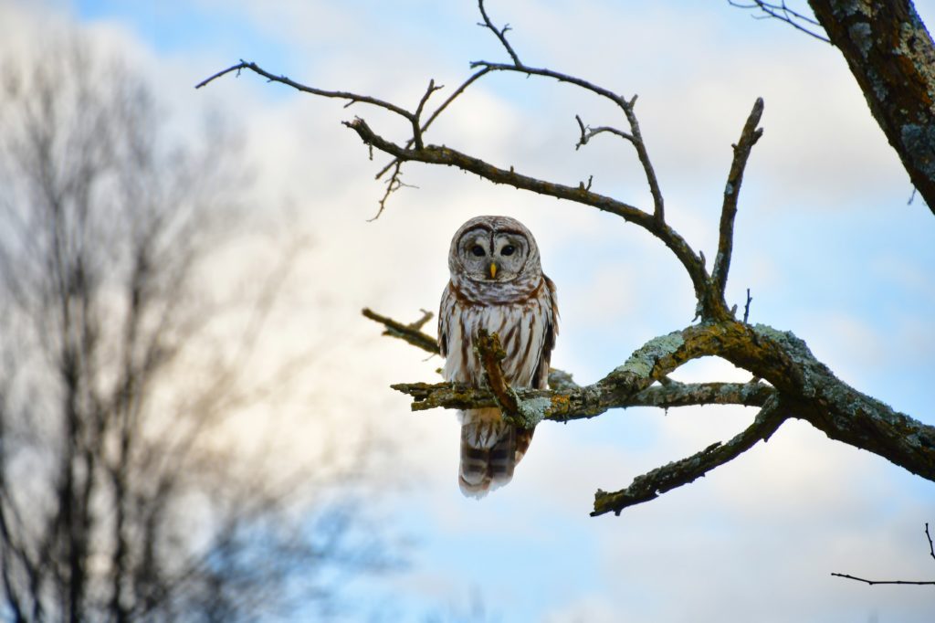Barred Hoot Owl sitting in a dead tree in the forest on frosty winter day. magical wise wisdom